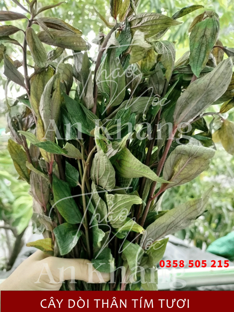 Nhân Sâm Mỹ Baumann Nguyên Củ 50 Gram - Ảnh 2